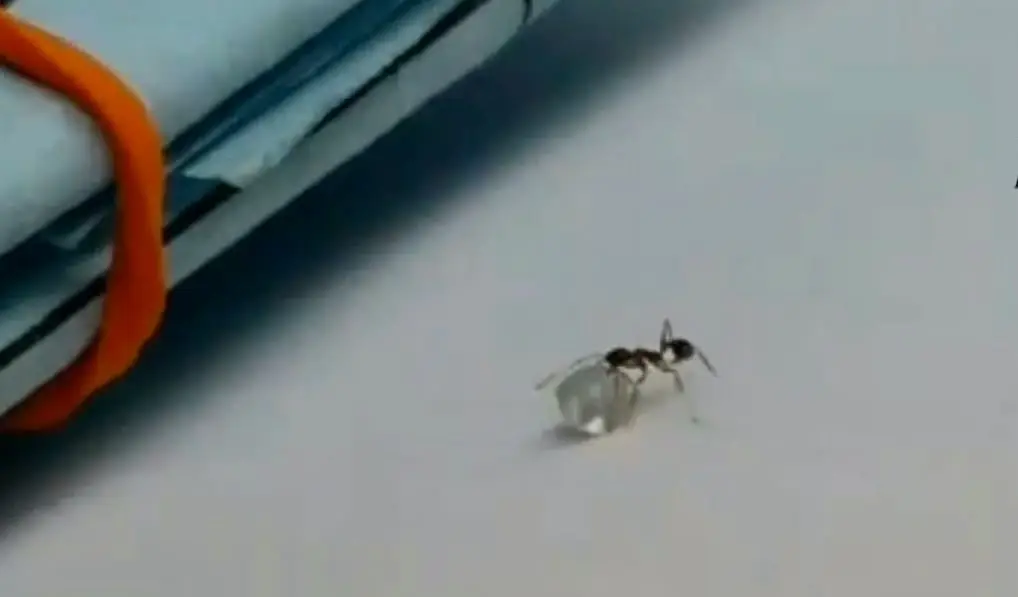 Ant carrying dimond